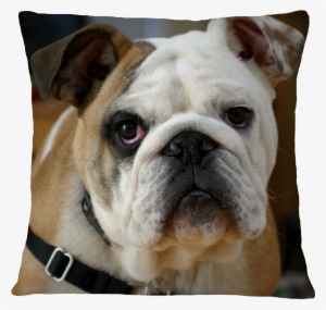 Bulldog Pillow Cover - Cute Bulldog Puppy, For The Love L For Your Thoughts,