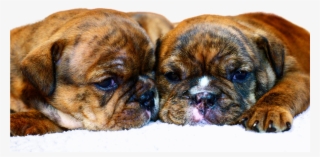Bulldogs, Babies, Babys, Baby Baby, Infants, Little - Boxer