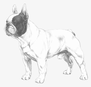 French Bulldog - French Bulldog Transparent Logo