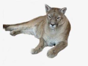 Transparent Animals Puma - Lion