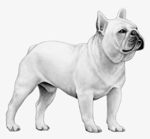 French Bulldog - B&w - French Bulldog