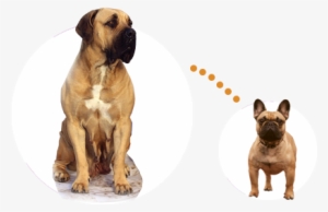 Mastiff Compared To Bulldog - Mastiff At The Vets