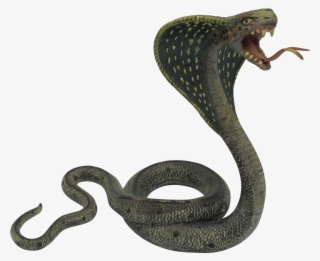 Cobra Snake Png Photos - Black Mamba King Cobra Snake