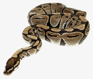 Python Snake Png