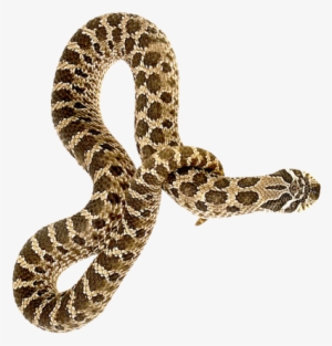 Snake Png Transparent Image - Snake Png