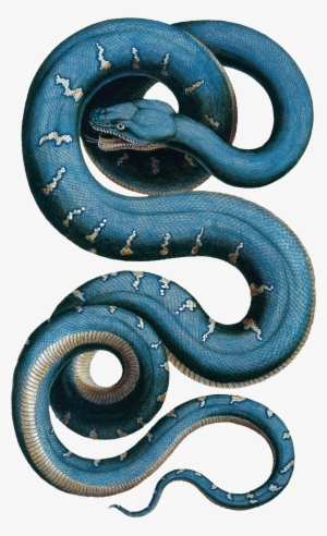 Wall Stickers Of Snake By Natural History Museum - Albertus Seba Snake