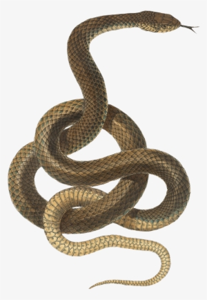 Animals - Snake Transparent Background