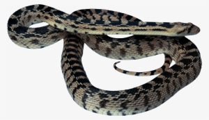 Pet Snake Clipart Transparent Background