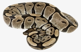 Cobra Snake Png - Boa Constrictor Png