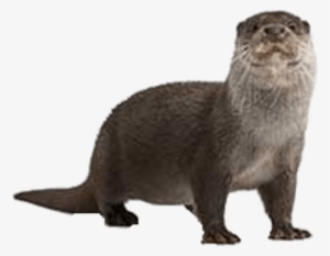 Full Size Otter - Otter Facts For Kids