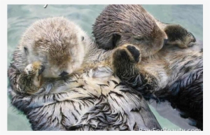 We Otter Hold Each Others Hands - Beaver Sleeping Holding Hands