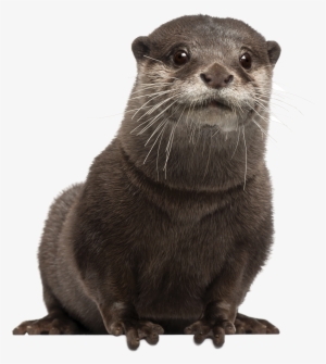Png Otter Transparent Otter - Otter Png