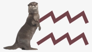 Otter - Madoka Magica Zodiac Signs
