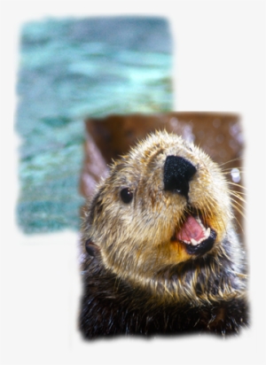 Find Out All The Facts About One Of The Most Popular - River Otter Waving