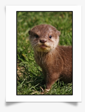 want to test your knowledge on otter species and facts - hairy nosed otter baby