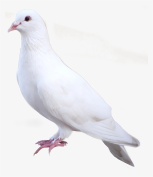 White Dove - Rock Dove