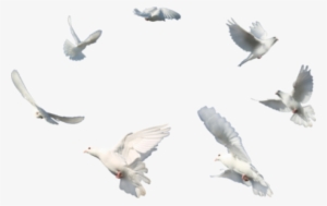 Wedding White Dove Png - Flying Dove Png Transparent