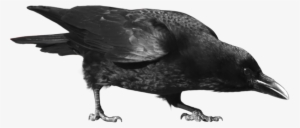 Cut-out Stock Png - Crow Png