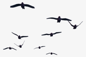 Flying Birds Transparent Png