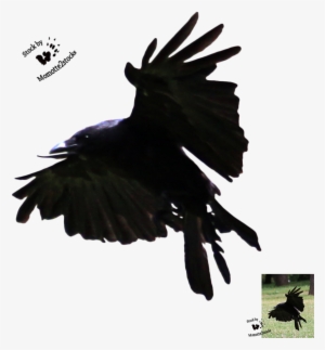 Flying Crow Silhouette Png Download - Flying Crow Line