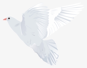 White Dove Transparent Clip Art Image Gallery Yopriceville