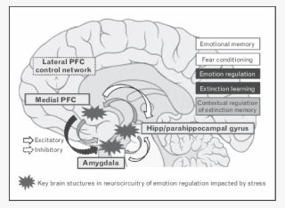 Key Structures In Neurocircuitry Of Fear And Anxiety