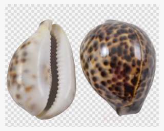 Cowrie Shell Png Clipart Cockle Seashell Cypraea Tigris