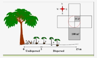 Protocol Used For The Rapid Assessment Of Seed Dispersal