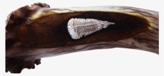 Silver Turkey Or Eagle Feather