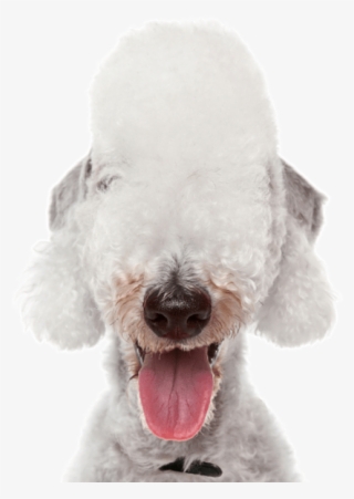 Bedlington Terrier