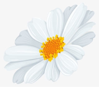 Free Png White Daisy Transparent Png Images Transparent