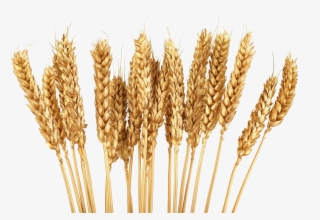 Grains Clipart Gold Wheat