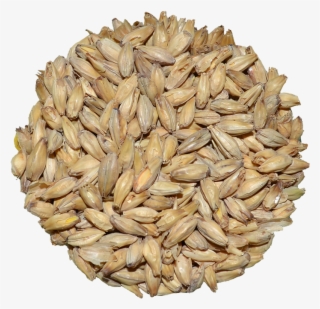 Brewers Malt │ Rahr 6-row