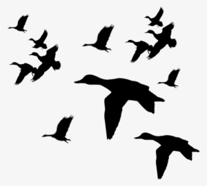 Mallard Clipart Duck Call - Flying Ducks Silhouette Png