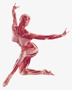 Dancer - Human Body Plastination
