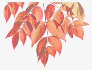 Fall Watercolor Leaves Png