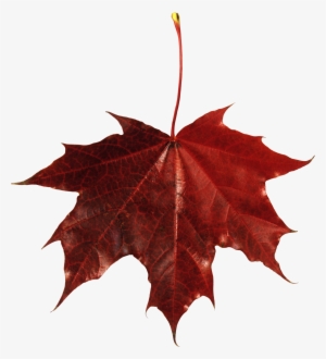 Autumn Png Leaf - Fall Leaf Transparent Background