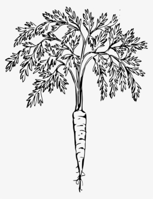 Carrots Png Leave Drawing - Carrot Plant Black And White
