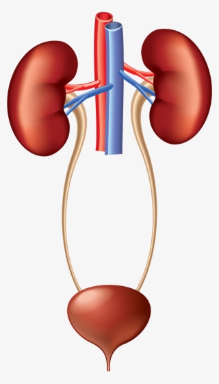 Kidney Clipart Urinary System