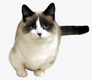 Transparent Cat Tumblr