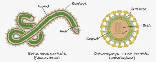 Image Modified From "ebolavirus" And "alphavirus,"