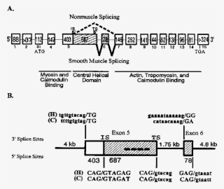 Caldesmon Protein Isoforms Are Generated Via The Alternative