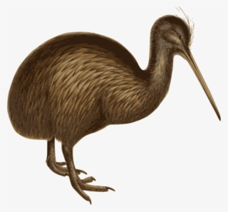 Emu Bird Common Ostrich Southern Brown Kiwi Cuckoo