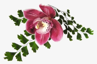 Orchid, Pink, With Fern