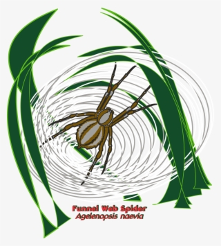 Year Of The Spider State Parks Png Spruce Fir Moss
