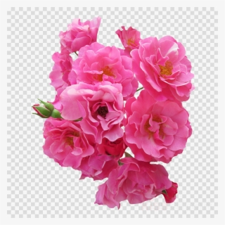 Pink Flowers Png Clipart Still Life