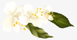 Branch Clipart Png