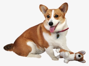 Corgie With Dog Doll - Dog Illustration Transparent
