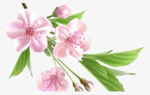 Sakura Flower Drawing Clip Art Library - Tree Pink Png