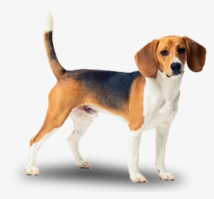 poster: dlillc's beagle, 61x46in.